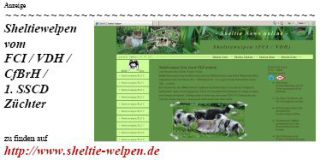 S38-Anzeige Sheltiewelpen.jpg