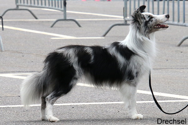 20210626.Chemnitz.JKH.Agility Power Bang Bang Into my Heart