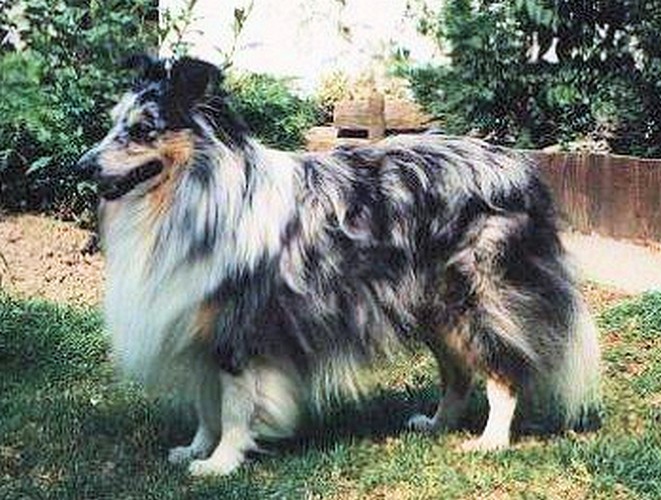 blue silver shadow von dusrani
