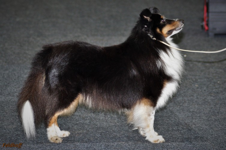 NRA Karlsruhe10 11 18 4611 VKR 1 Buster with eager to work DSC 3986 (2) 500