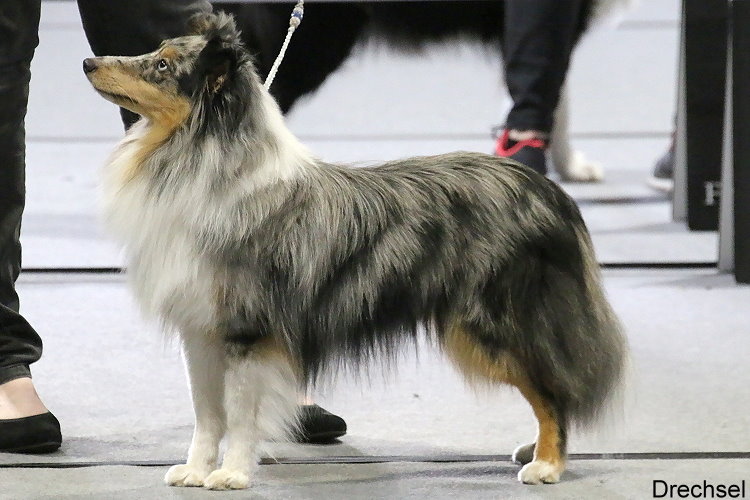 2022.07.24.Chemnitz.JKR.Fabulous Flynn Fancy Fox
