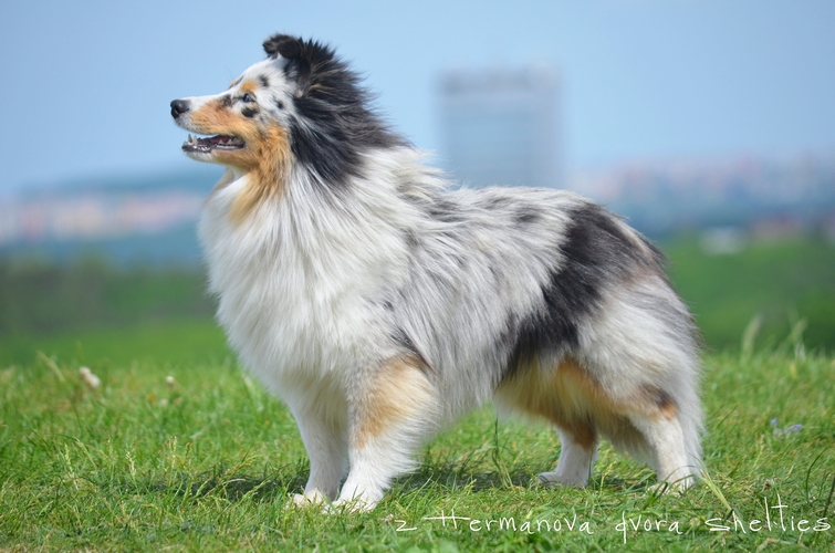 Unlocked Love z Hermanova dvora hermanova 500