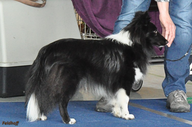 SRA Meinerzhagen24 3 18 a17 JKH Sg4 Like a Bolt from the Blue Black Dizzy DSC 0351 500