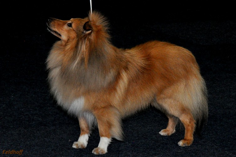 IRA Dtmd12 5 18 a1623 OKR V3 Golden Galeno vom Ponyhuegel DSC 1055 500